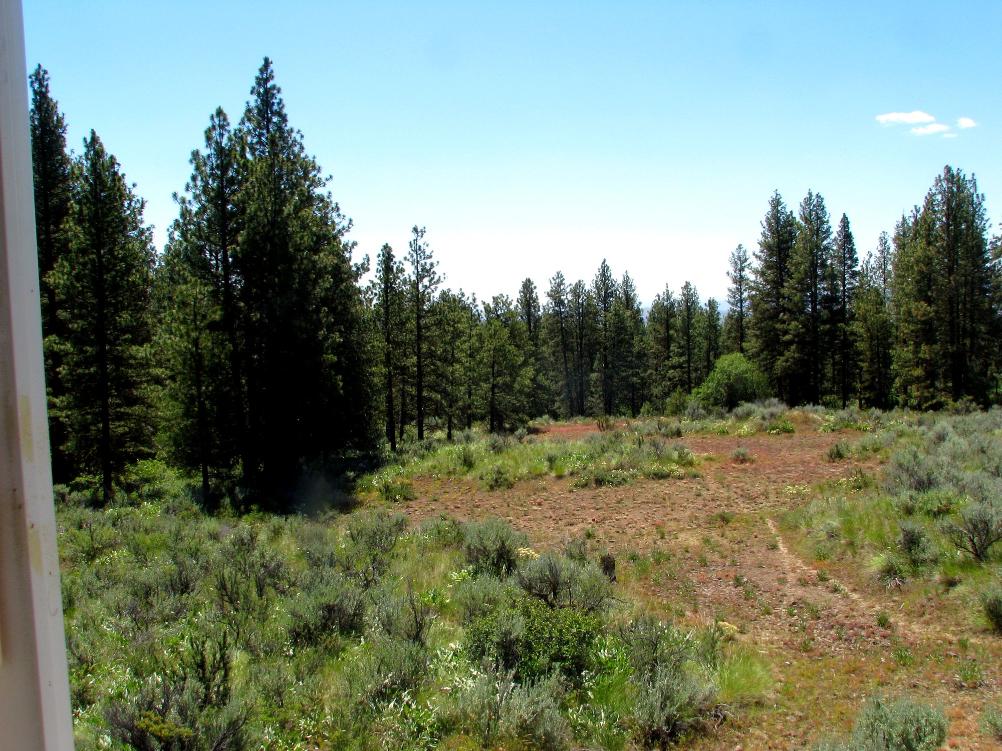 A bare, undeveloped high-desert lot ringed by ponderosa pines, with an open clearing of sagebrush and native grasses where a tiny home could be sited